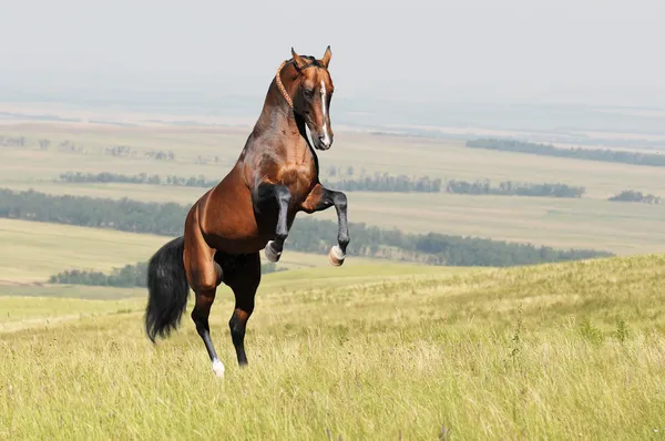 Bay akhal-teke horse stallion rearing on the field — Stock Photo, Image