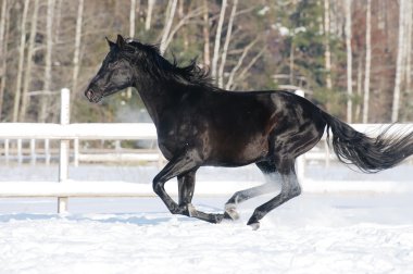 Russian riding horse black coat runs gallop in winter clipart