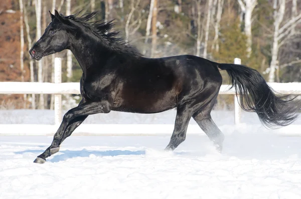 Ruso caballo negro abrigo corre galope en invierno —  Fotos de Stock