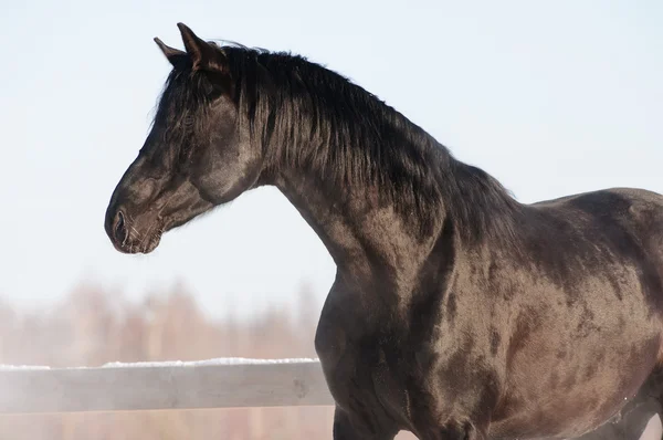 Rus călărie cal negru haina portret în timpul iernii — Fotografie, imagine de stoc