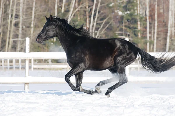 Русская лошадь в черном пальто скачет галопом зимой — стоковое фото