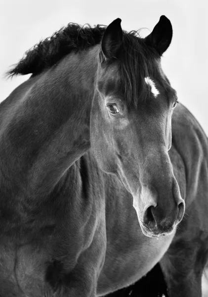 Ritratto di cavallo nero su sfondo grigio, fotogramma in bianco e nero — Foto Stock
