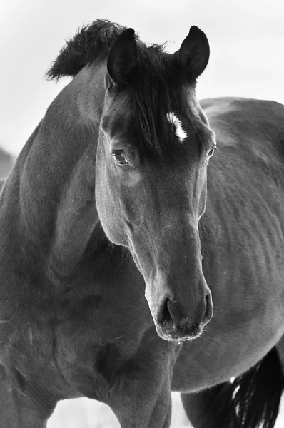 Black horse portrait on grey background, black and white photogr — Stock Photo, Image
