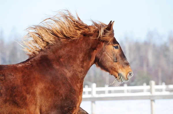 Cavalo vermelho corre galope no inverno — Fotografia de Stock