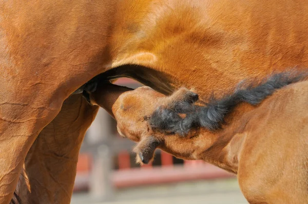 彼の母親からミルクを飲んでかわいい赤い子馬 — ストック写真