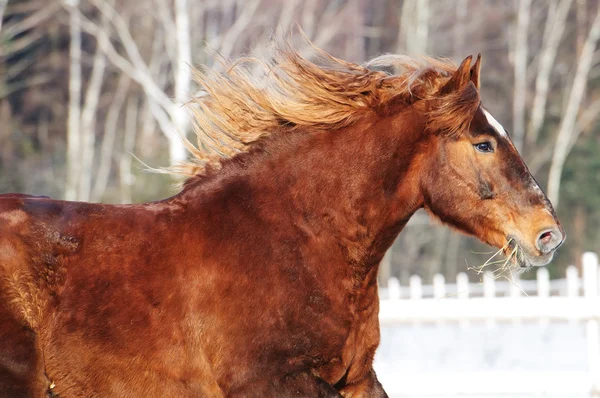 Cavalo vermelho corre galope no inverno — Fotografia de Stock