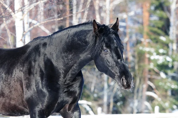 Rosyjska jazda konna koń czarny płaszcz portret w zimie — Zdjęcie stockowe
