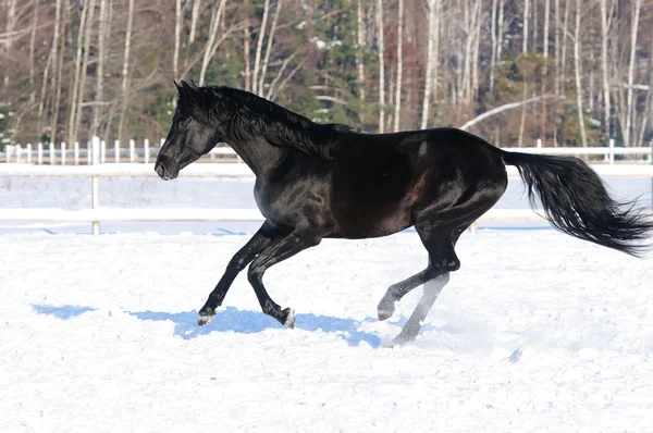 Russo cavalo de equitação casaco preto corre galope no inverno — Fotografia de Stock