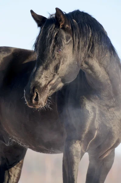Μαύρο άλογο πορτρέτο στο φόντο του ουρανού — Φωτογραφία Αρχείου