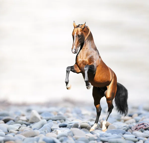 Bay horse on the rocks on the sea, collage — Stock Photo, Image