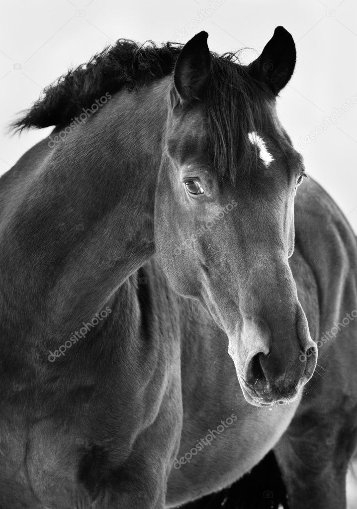 Black horse portrait on grey background, black and white photogr