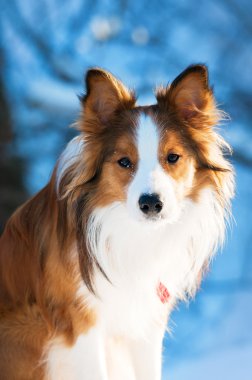 Red border collie portrait, close up clipart