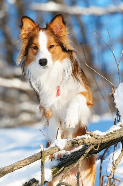 在冬天貂 (红色) 边境牧羊犬肖像 — 图库照片
