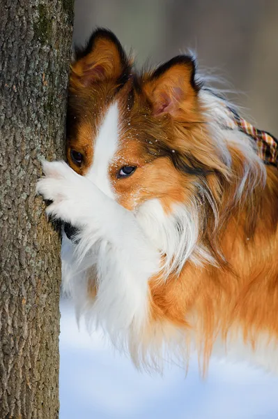 Red border collie and tree, close up — Stock Photo, Image