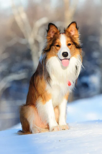 Red color border collie sittin on the snow — Stock Photo, Image