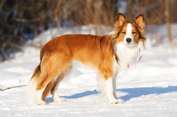 Sable (red) border collie standing on the snow in winter — Stock Photo, Image
