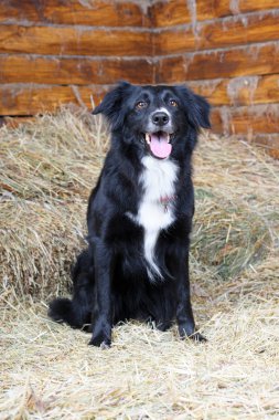 bir siyah-beyaz kenar kömür ocağı köpek, stüdyo vurdu