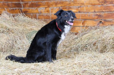 bir siyah-beyaz kenar kömür ocağı köpek, stüdyo vurdu