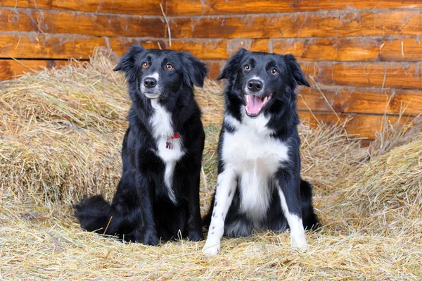 Two black and white border collies on the hay — Stock Photo, Image