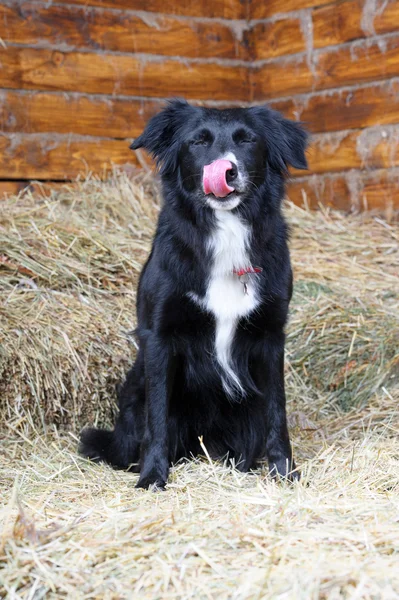 One black and white border collie dog licked, studio shot — Stock Photo, Image