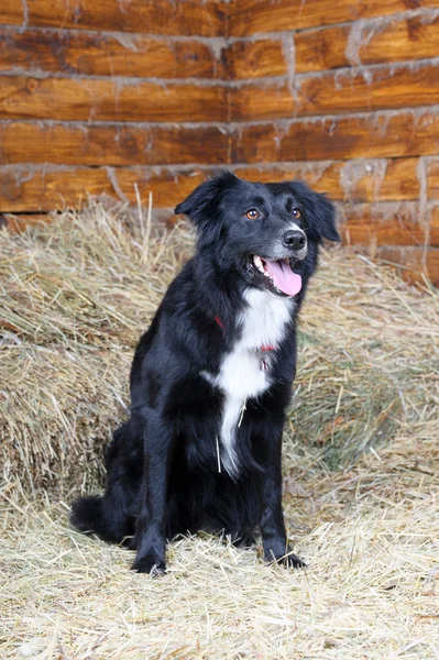 One black and white border collie dog, studio shot — Stock Photo, Image