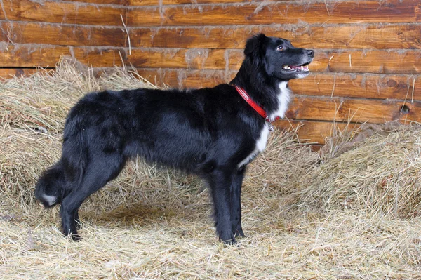 Black and white border collie dog exterior, studio shot — Stock Photo, Image