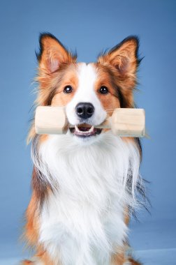 Sable renkli kenar kömür ocağı da aport