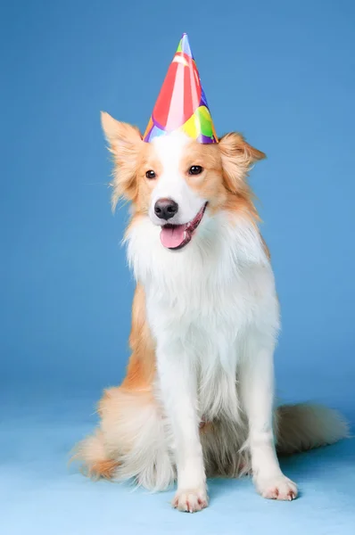 Red and white border collie Happy birthday — Stock Photo, Image