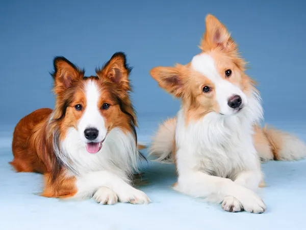 Dois collies de fronteira em um estúdio, cães de treinamento — Fotografia de Stock