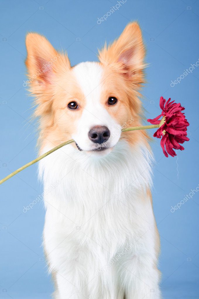 red and white border collie