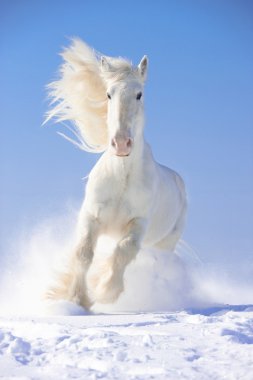 White horse stallion runs gallop in front focus clipart