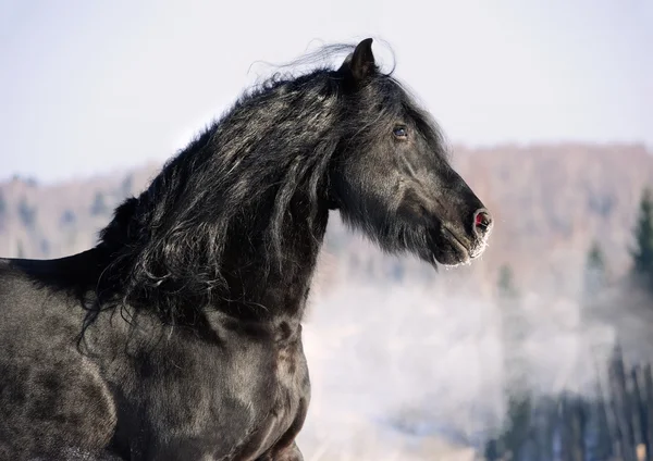 Портрет чёрной фризской лошади в галопе — стоковое фото