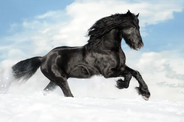 Cavalo preto corre galope na neve — Fotografia de Stock