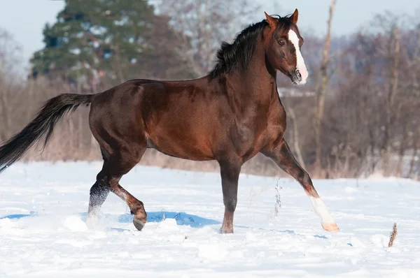 Brun welsh brun ponny hingst körs trav på vintern — Stockfoto