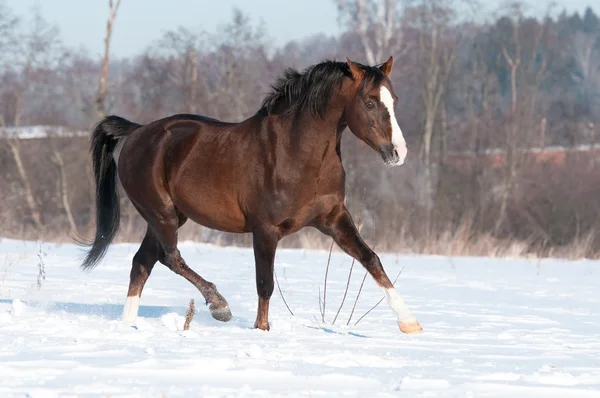 Welsh brown pony stallion runs trot in winter — Stock Photo, Image