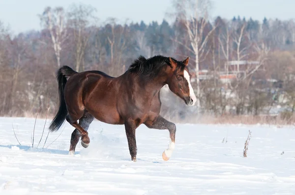 Welsh brown pony stallion runs trot, winter — Stock Photo, Image