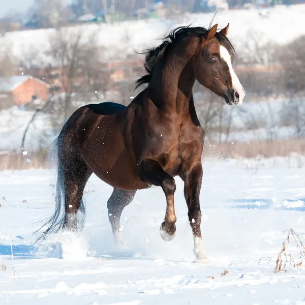 Walisischer Ponyhengst galoppiert im Winter — Stockfoto