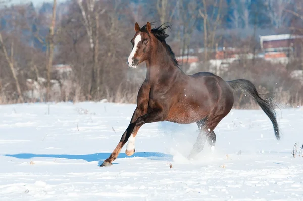 威尔士语的小马种马在冬季运行驰骋 — 图库照片