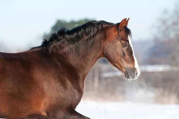 Welsh ponny porträtt på vintern — Stockfoto