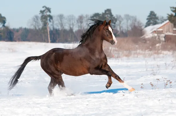 Welsh brown pony stallion runs gallop, winter — Stock Photo, Image