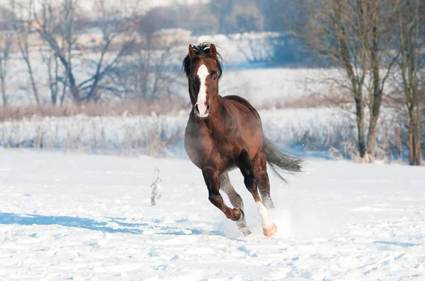 Welsh brown pony stallion runs gallop in front — Stock Photo, Image