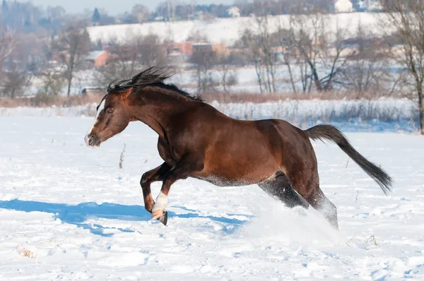 Welsh pony bruin hengst galop in de winter — Stockfoto