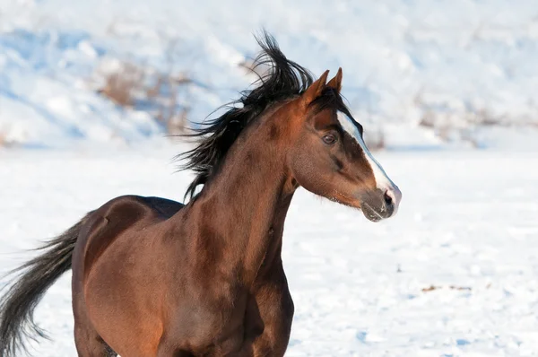 Brown Welsh brown pony and wind in winter — Stock Photo, Image