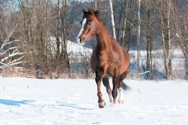 Welsh brown pony stallion runs trot in front — Stock Photo, Image