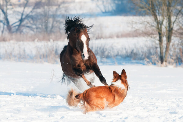 Валлийский пони и собака играют зимой
