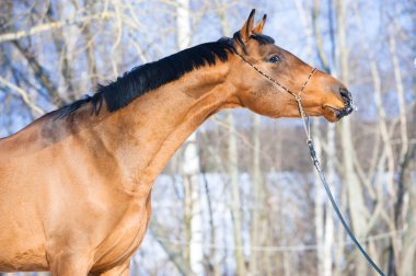 Bay Budenny horse portrait in winter time clipart