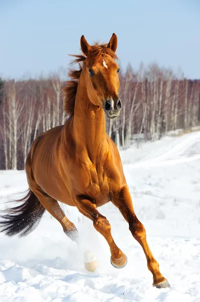 Cavallo rosso corre davanti in inverno — Foto Stock
