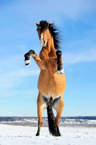Bay horse rearing up, front view, winter — Stock Photo, Image