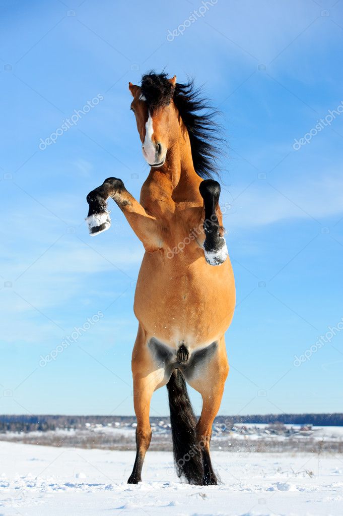 Bay horse rearing up, front view, winter