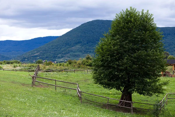 stock image Isolated Tree